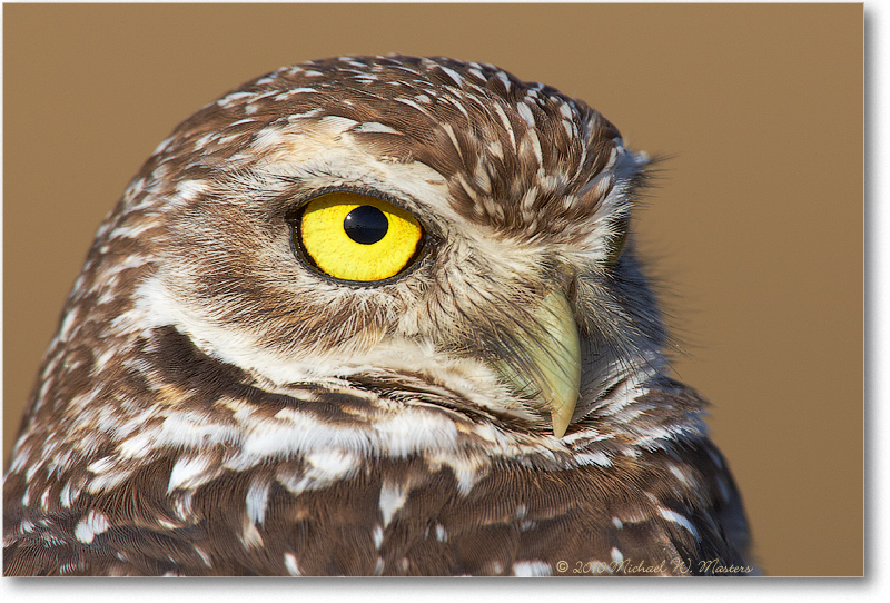 BurrowingOwl_CapeCoralFL_2006Jan_E0K6616