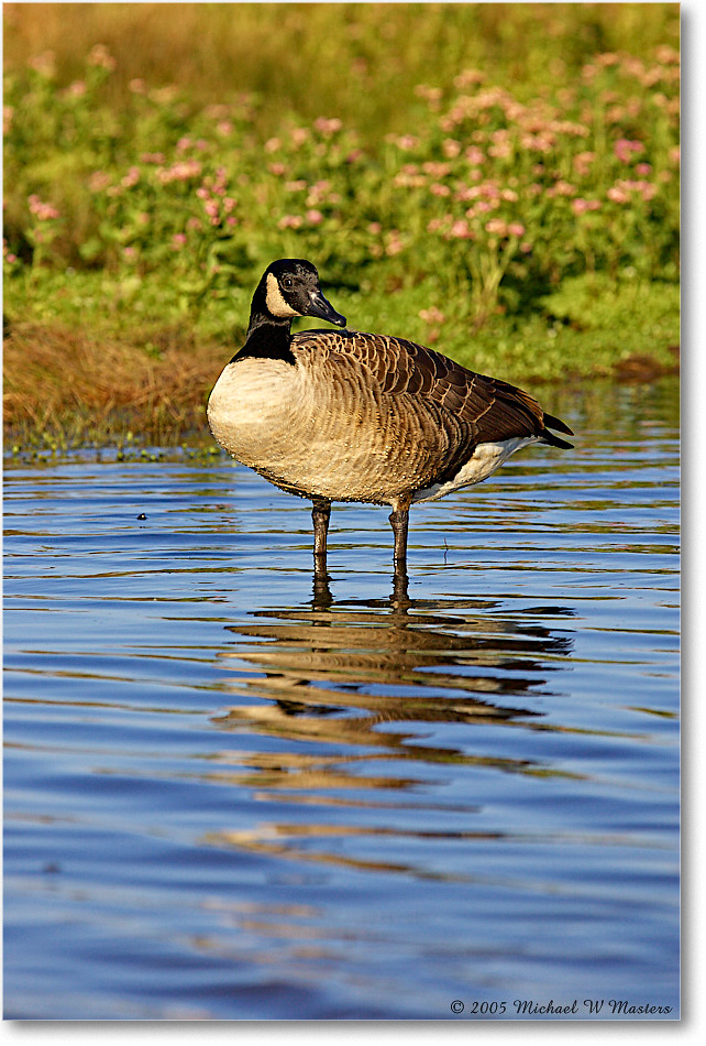 CanadaGoose_ChincoNWR-wll_2005Oct_Y2F4919 copy