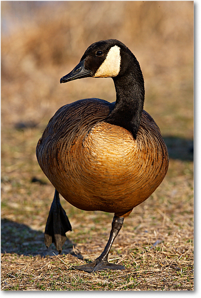 CanadaGoose_ChincoNWR-wll_2006Mar_E0K7970 copy