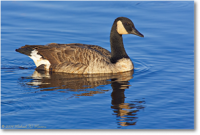 CanadaGoose_ChincoNWR_2004Oct_Y2F2491