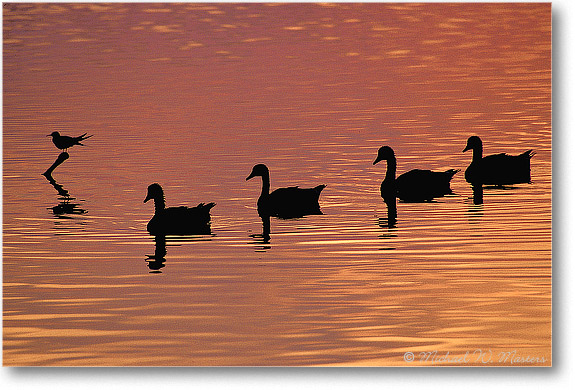 Goose-Four-Silhouette-011-33H 0206
