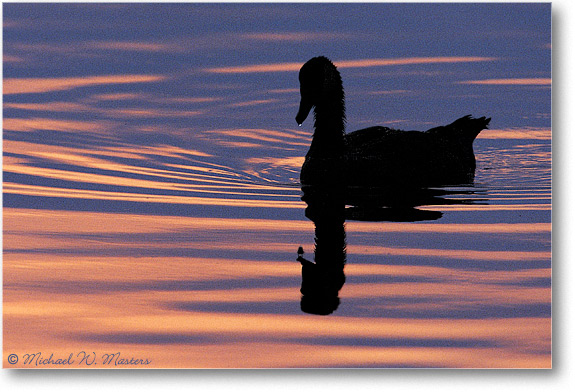 Goose-Silhouette-002-21H-0206
