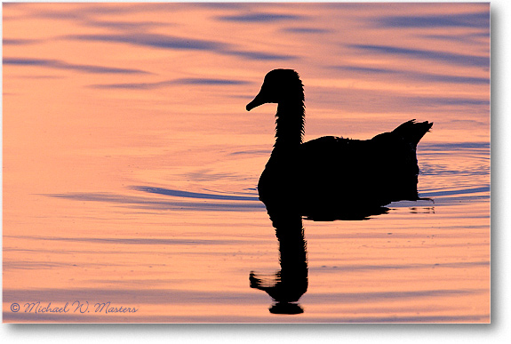 Goose-Silhouette-003-36H-0206