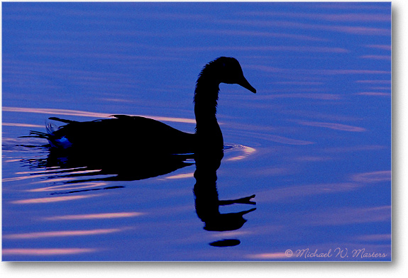 Goose-Silhouette-005-29H-0206