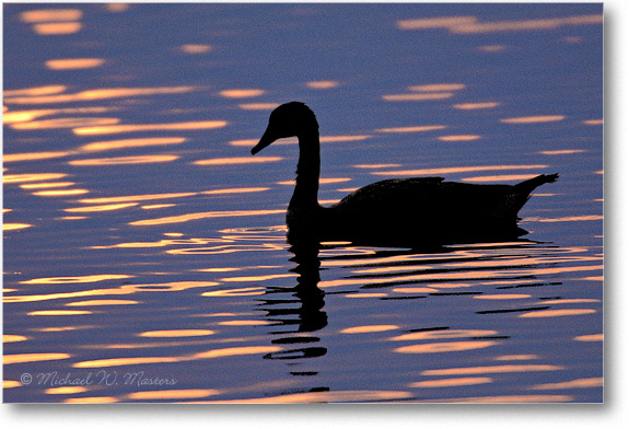 Goose-Silhouette-007-15H-0206