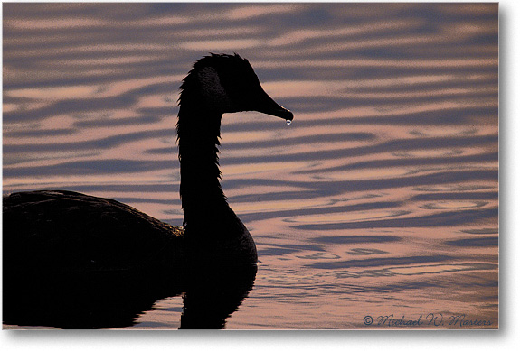 Goose-Silhouette-Drop1-009-08H-0206