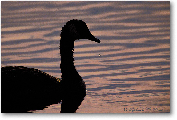 Goose-Silhouette-Drop2-010-09H-0206