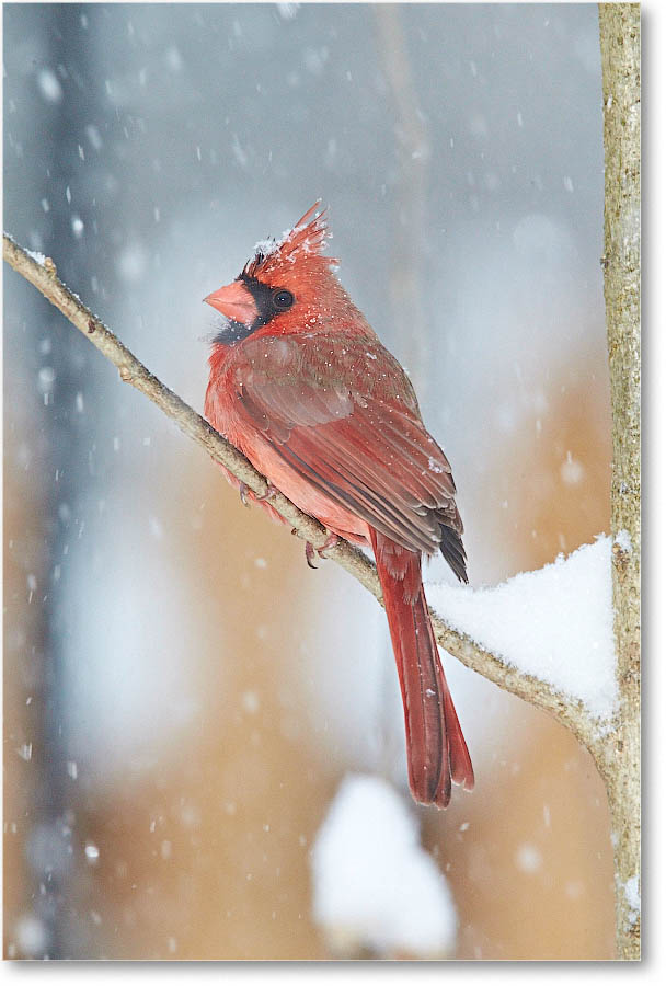 Cardinal-Virginia-2015Mar-1DXA1702 copy