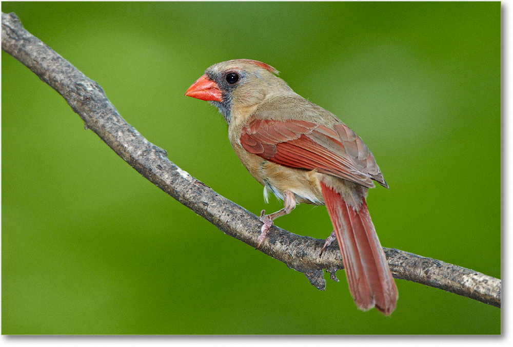 CardinalFemale-Virginia-2012May_D4B0481 copy