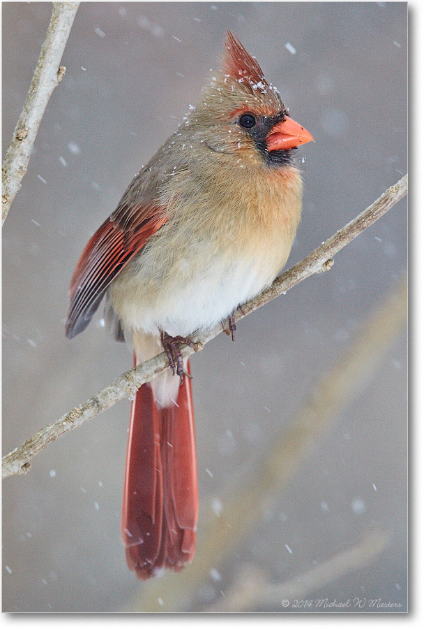 CardinalFemale-Virginia-2014Mar_D5A1323
