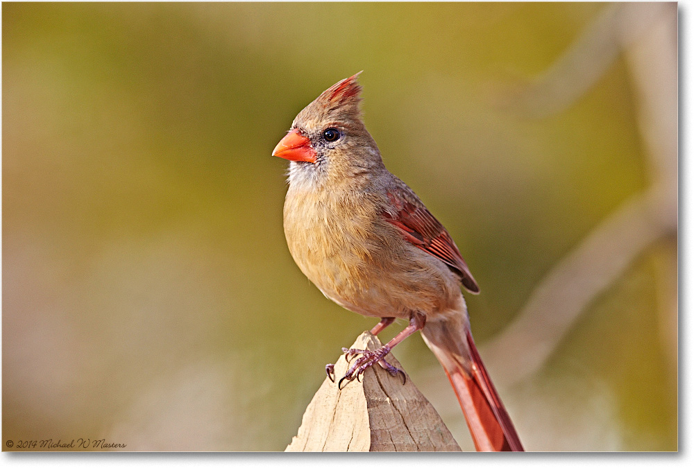 CardinalFemale-Virginia-2014Spring-1DXA0172