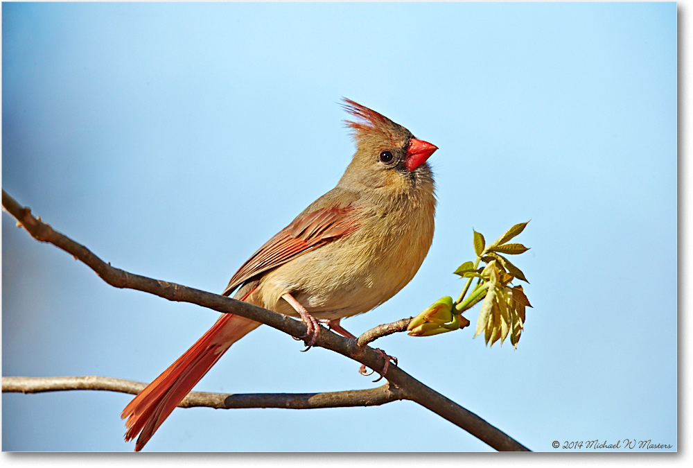 CardinalFemale-Virginia-2014Spring-1DXA0239