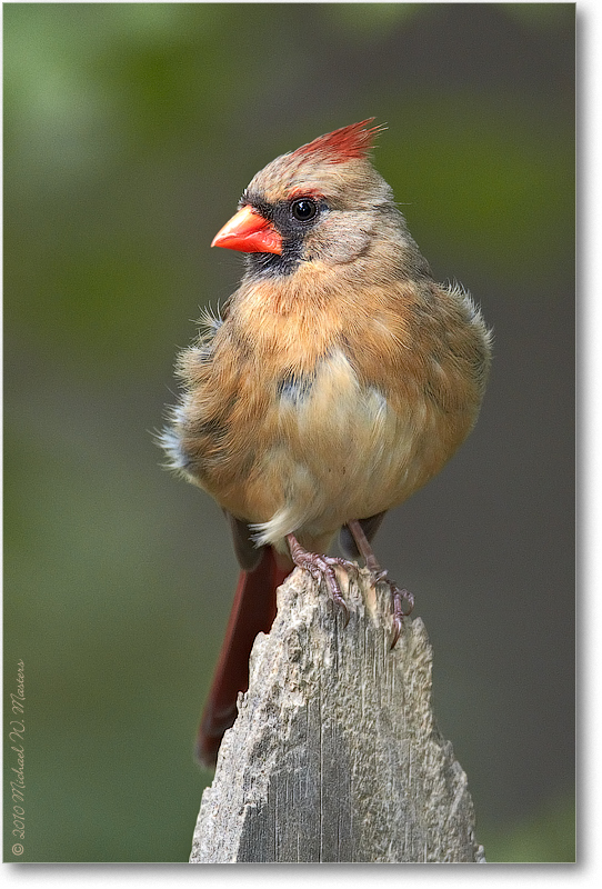 CardinalFemale_Virginia_2010May_D4A0603