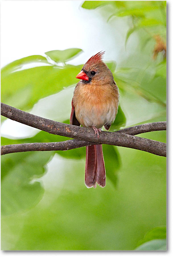 CardinalFemale_Virginia_2016May3DXA0105 copy