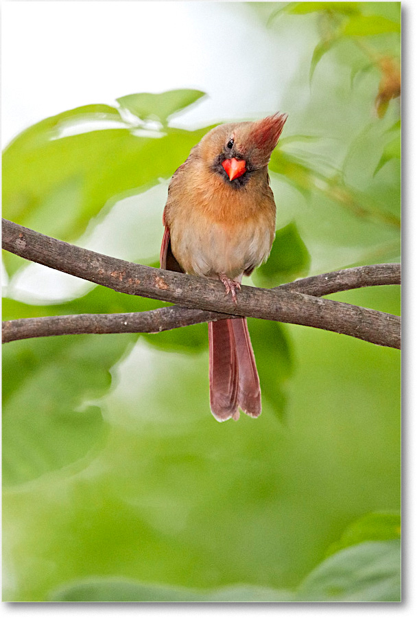 CardinalFemale_Virginia_2016May_3DXA0093 copy