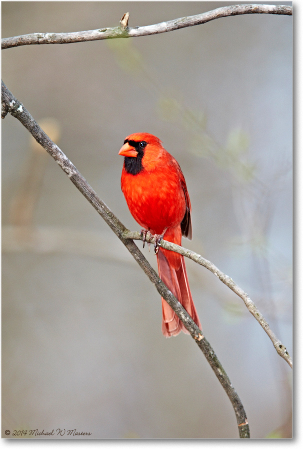 CardinalMale-Virginia-2014Spring-1DXA0219