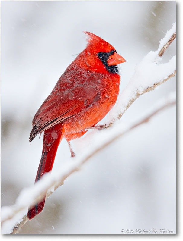 CardinalMale_Virginia_2010Feb_S3A0948