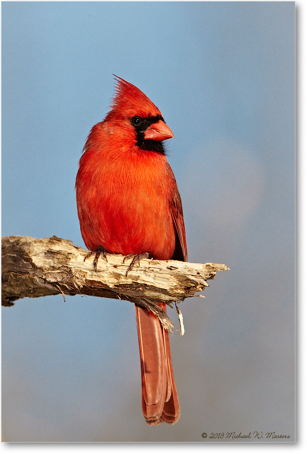 CardinalMale_Virginia_2013Apr_D5A0539