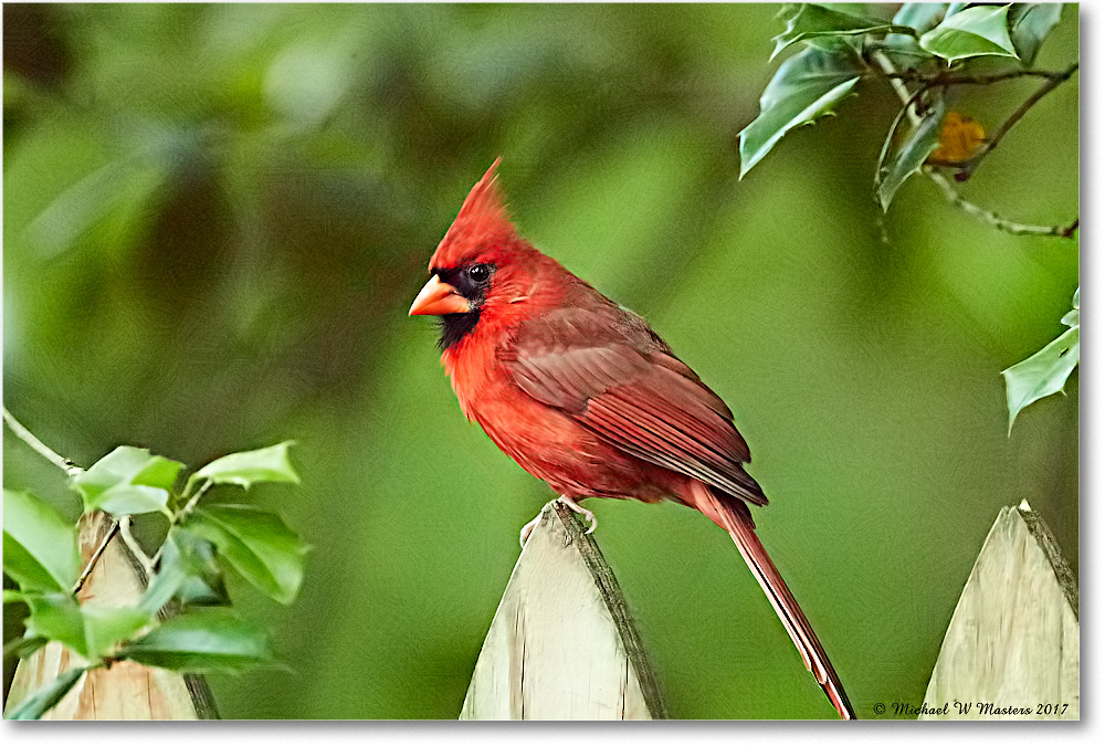 Cardinal_Virginia_2017May_4DXA6952 copy