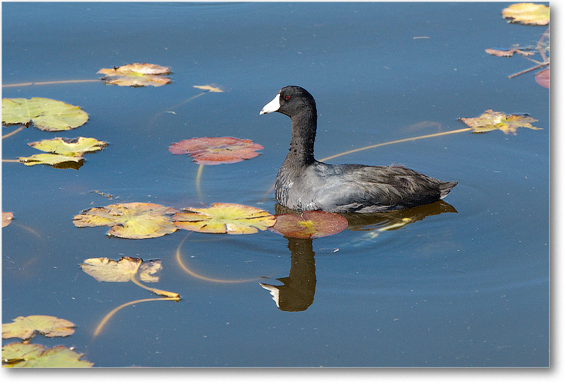 Coot-VieraWetlandsFL-2011Feb_D4A1795