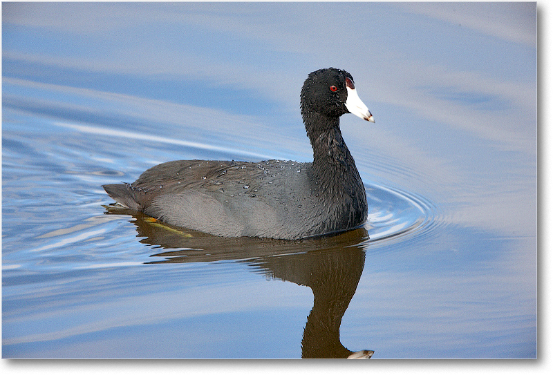 Coot-VieraWetlandsFL-2011Feb_S3A5222