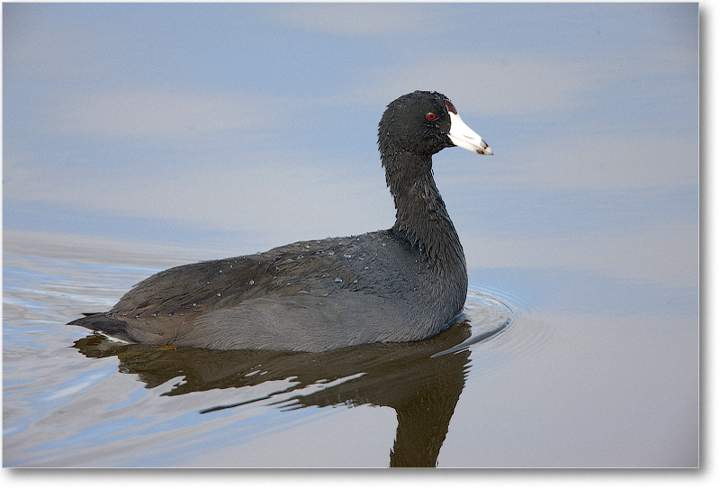 Coot-VieraWetlandsFL-2011Feb_S3A5226