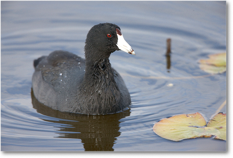 Coot-VieraWetlandsFL-2011Feb_S3A5331