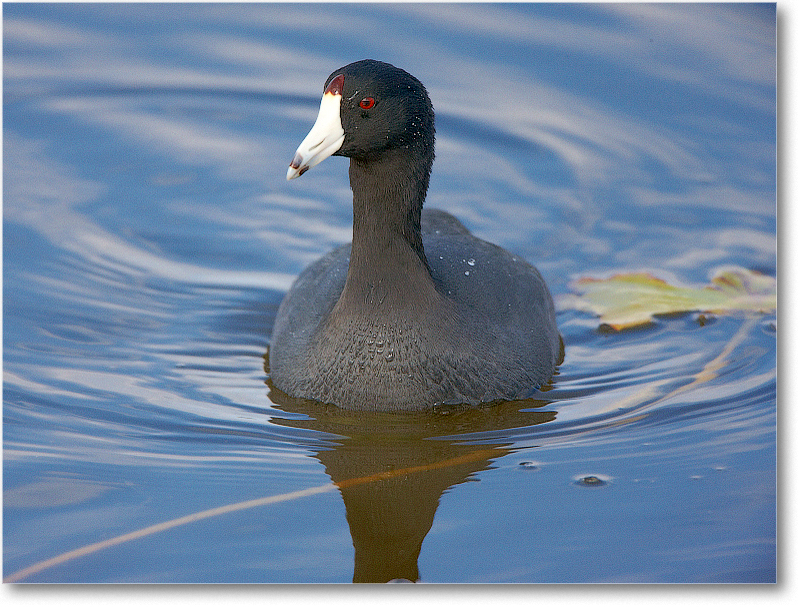Coot-VieraWetlandsFL-2011Feb_S3A5336