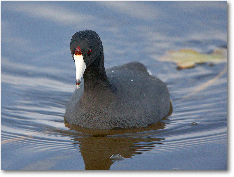 Coot-VieraWetlandsFL-2011Feb_S3A5338