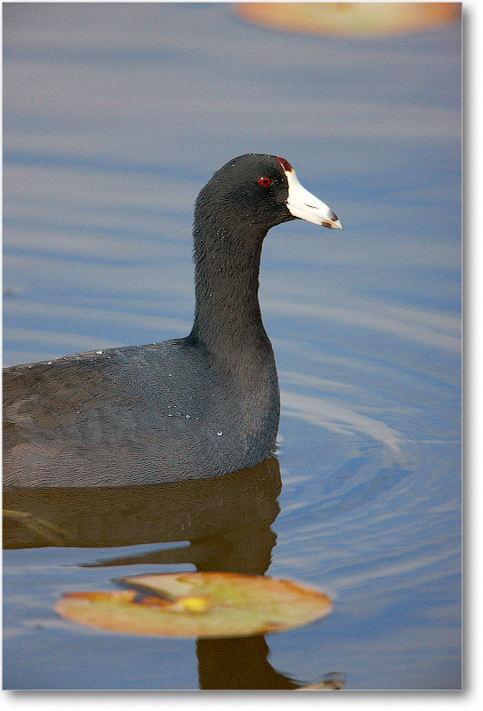 Coot-VieraWetlandsFL-2011Feb_S3A5388