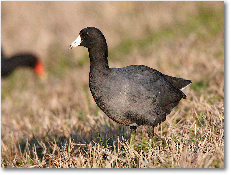 Coot-VieraWetlandsFL-2011Feb_S3A6243