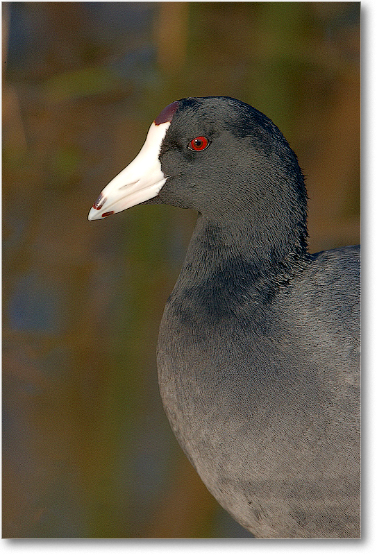 Coot-VieraWetlandsFL-2011Feb_S3A6261