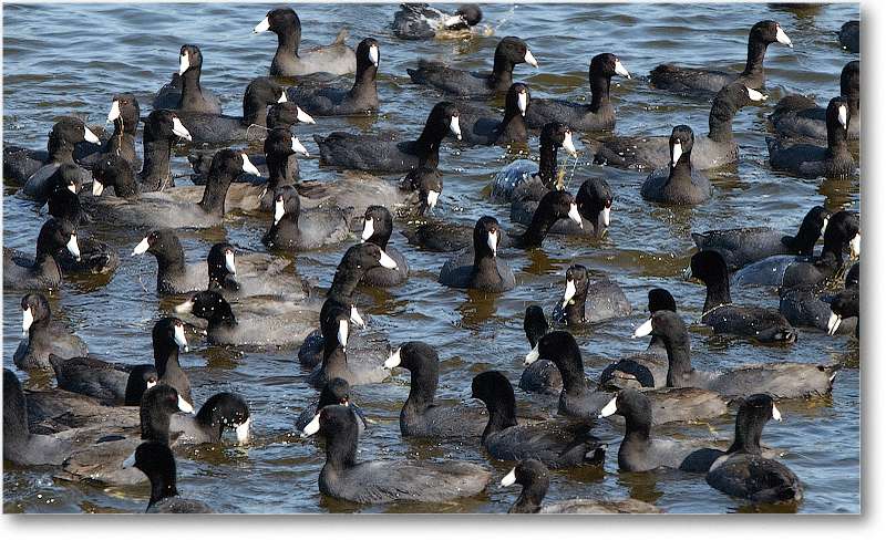 CootGathering-VieraWetlandsFL-2011Feb_D4A1749