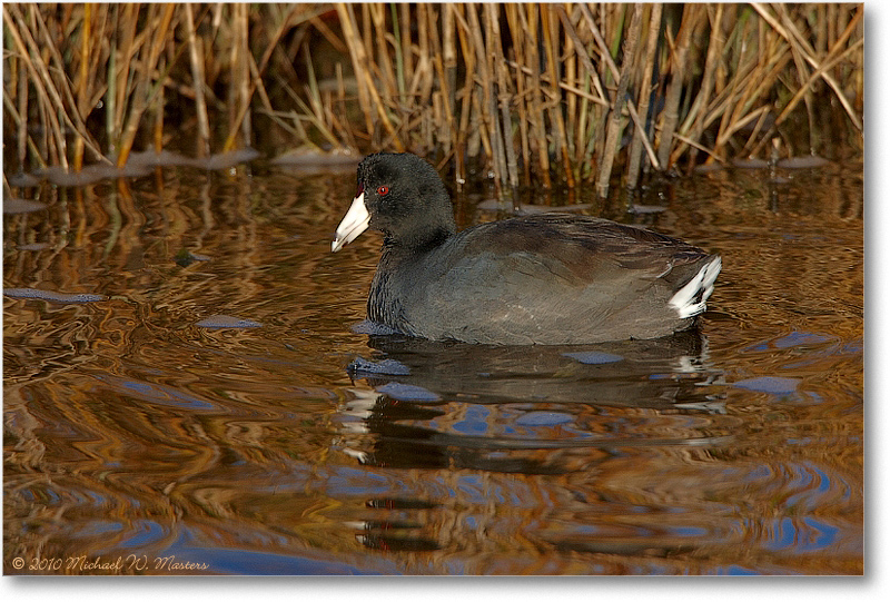 Coot_ChincoNWR_2010Nov_S3A3089