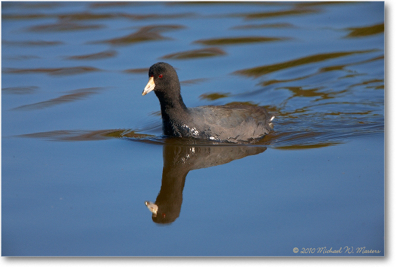 Coot_ChincoNWR_2010Nov_S3A3774