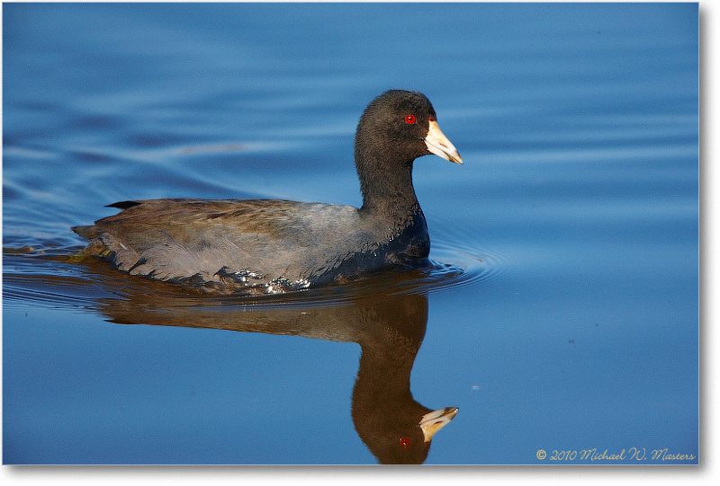 Coot_ChincoNWR_2010Nov_S3A4001