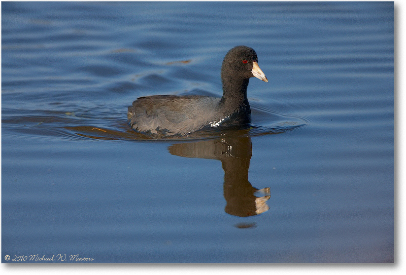 Coot_ChincoNWR_2010Nov_S3A4027
