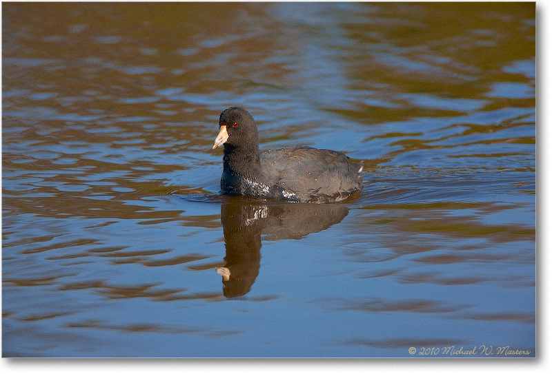 Coot_ChincoNWR_2010Nov_S3A4062