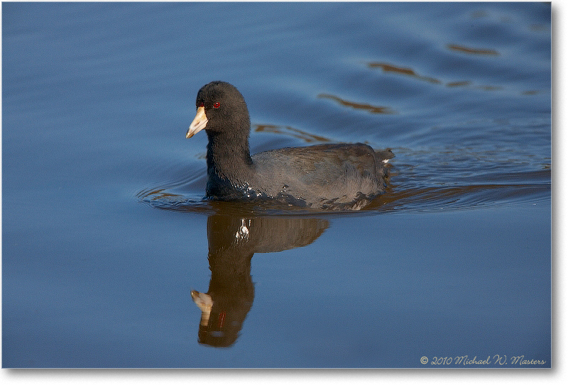 Coot_ChincoNWR_2010Nov_S3A4070