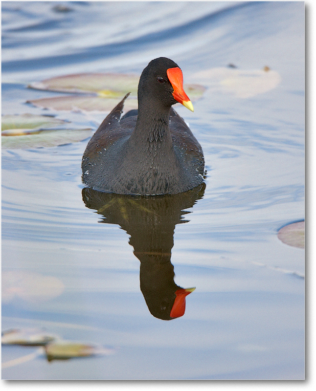 Moorhen-VieraWetlandsFL-2011Feb_S3A5178
