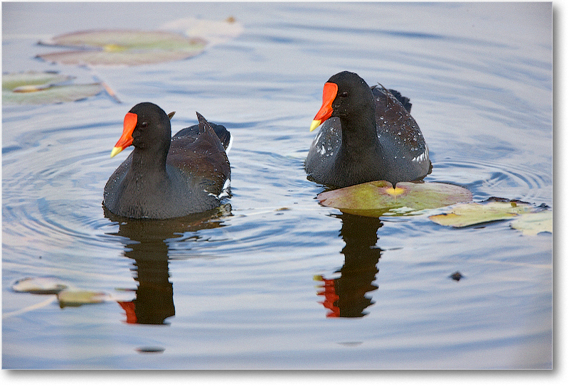 Moorhen-VieraWetlandsFL-2011Feb_S3A5182