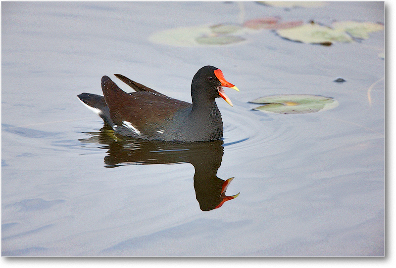 Moorhen-VieraWetlandsFL-2011Feb_S3A5189