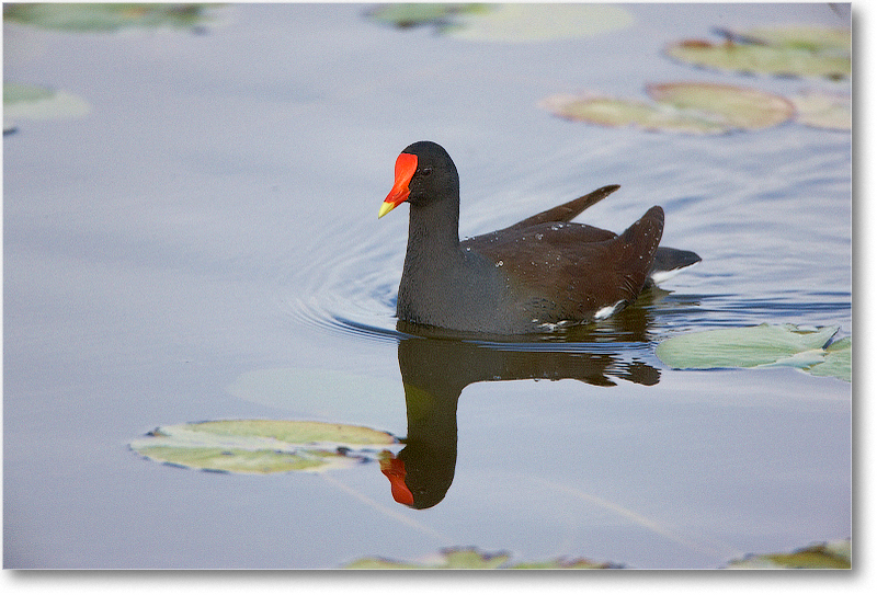 Moorhen-VieraWetlandsFL-2011Feb_S3A5258