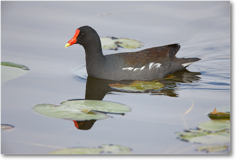 Moorhen-VieraWetlandsFL-2011Feb_S3A5291