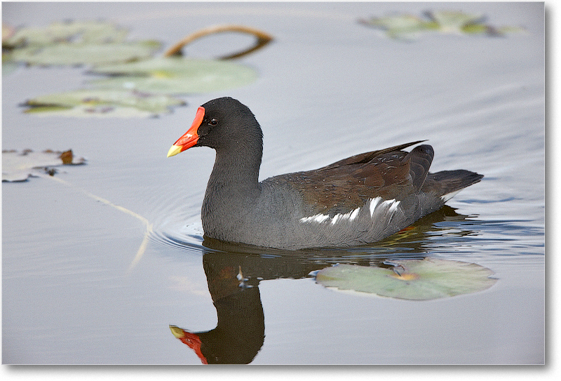 Moorhen-VieraWetlandsFL-2011Feb_S3A5308