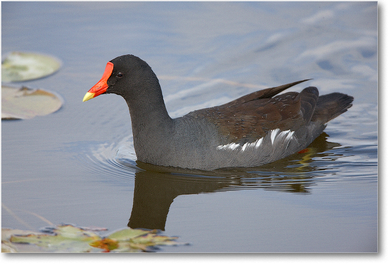 Moorhen-VieraWetlandsFL-2011Feb_S3A5318
