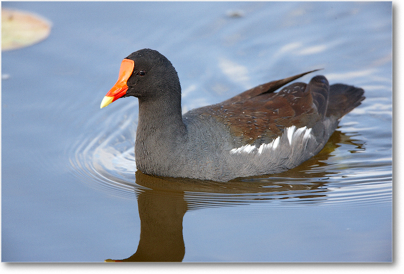 Moorhen-VieraWetlandsFL-2011Feb_S3A5323
