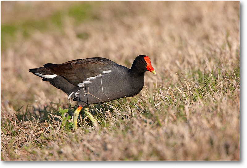 Moorhen-VieraWetlandsFL-2011Feb_S3A6242