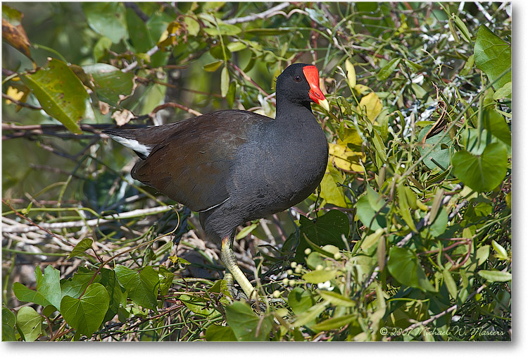 Moorhen_SharkValleyFL_08Jan_1Ds2_E0K8783