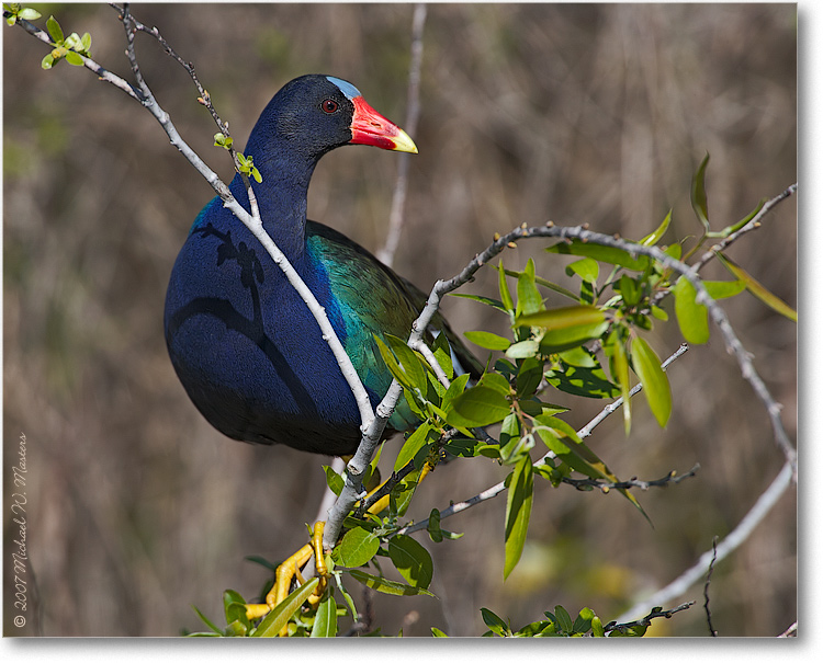 PurpleGallinule_SharkValleyFL_08Jan_1Ds2_E0K8793